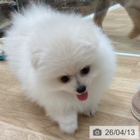 ポメラニアンの写真