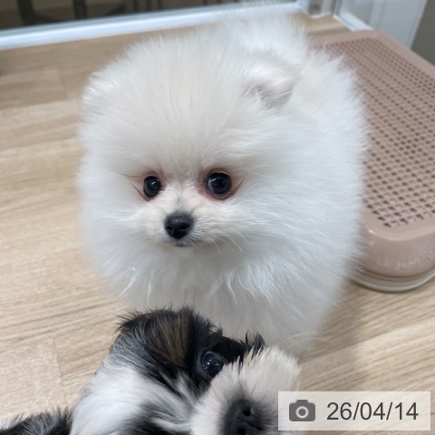 ポメラニアンの写真