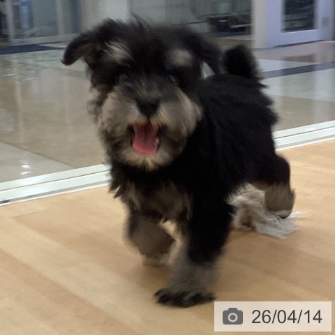 ミニチュア・シュナウザーの写真