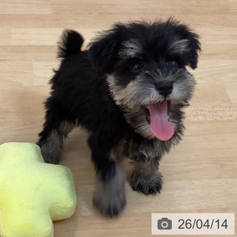 ミニチュア・シュナウザーの写真