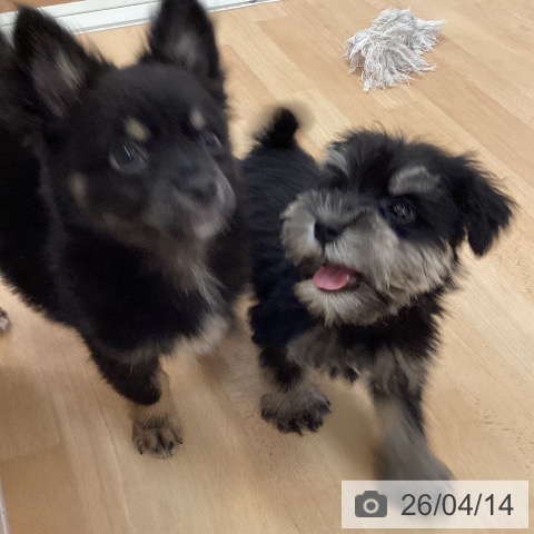 ミニチュア・シュナウザーの写真