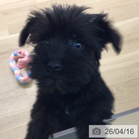 ミニチュア・シュナウザーの写真