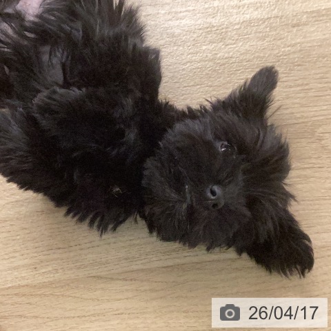 ミニチュア・シュナウザーの写真