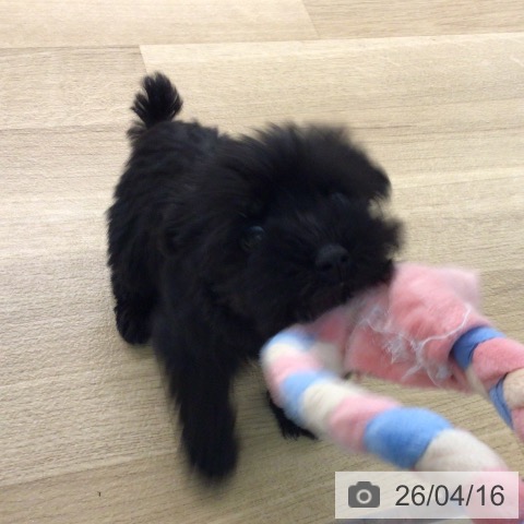 ミニチュア・シュナウザーの写真