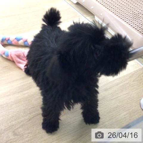 ミニチュア・シュナウザーの写真