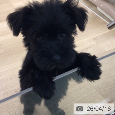 ミニチュア・シュナウザーの写真