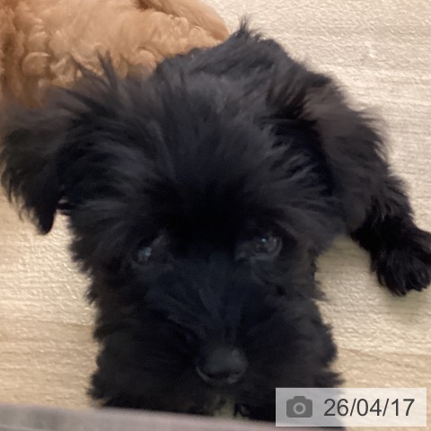 ミニチュア・シュナウザーの写真