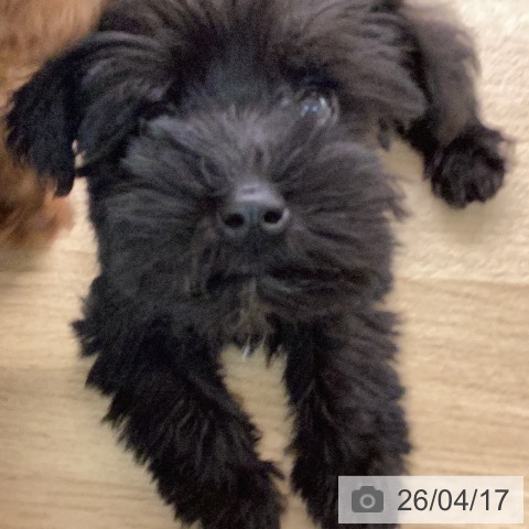 ミニチュア・シュナウザーの写真