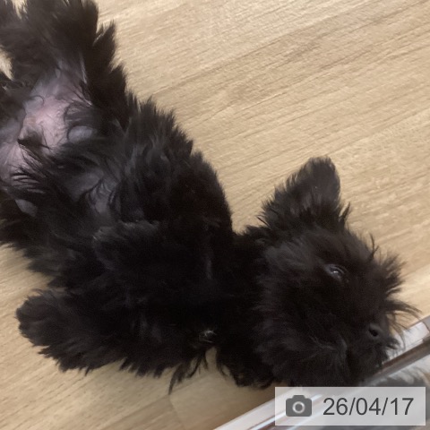 ミニチュア・シュナウザーの写真