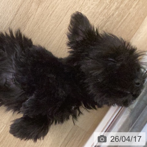 ミニチュア・シュナウザーの写真