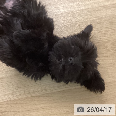 ミニチュア・シュナウザーの写真