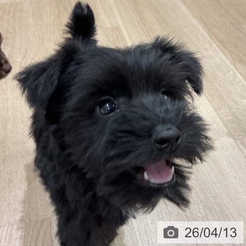 ミニチュア・シュナウザーの写真