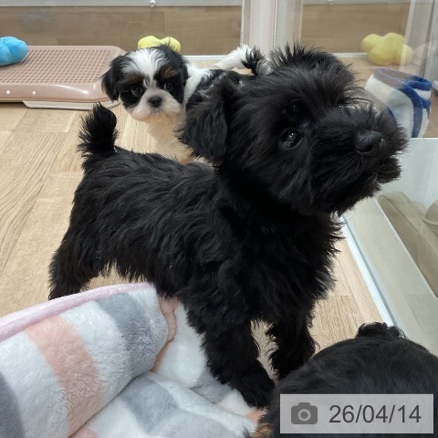 ミニチュア・シュナウザーの写真