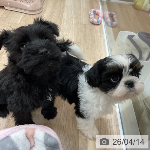 ミニチュア・シュナウザーの写真