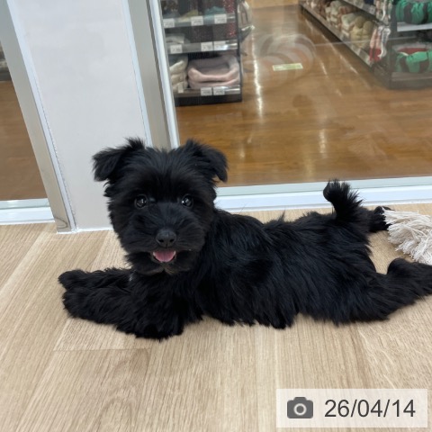 ミニチュア・シュナウザーの写真