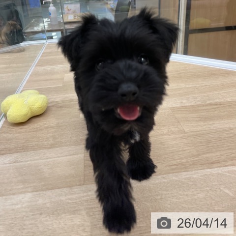 ミニチュア・シュナウザーの写真