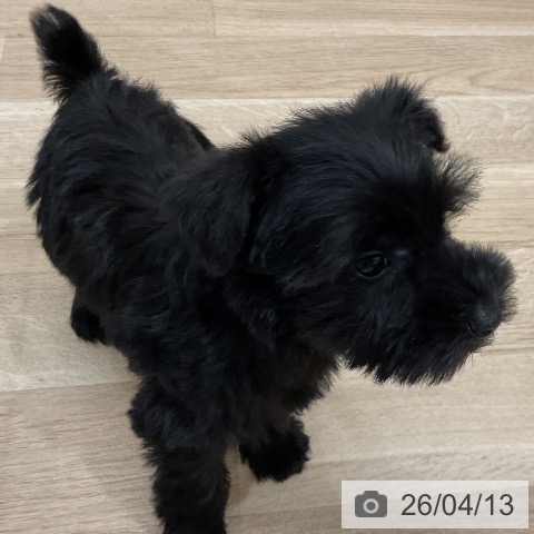 ミニチュア・シュナウザーの写真