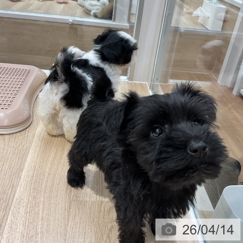 ミニチュア・シュナウザーの写真