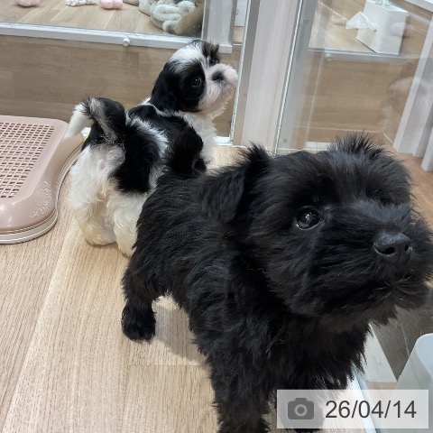 ミニチュア・シュナウザーの写真