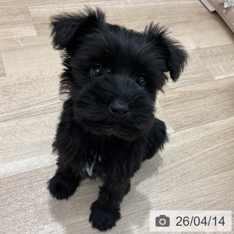 ミニチュア・シュナウザーの写真