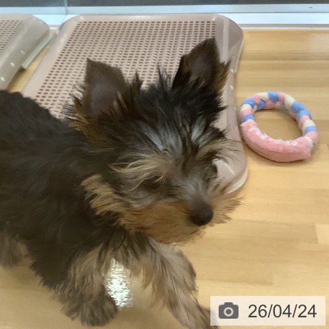 長野県のヨークシャーテリア (ペットプラス 松本店/2026年2月13日生まれ/男の子/スチールブルータン)の子犬の4枚目の画像