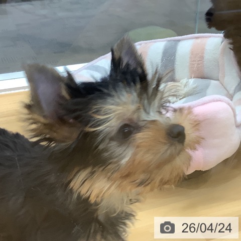 長野県のヨークシャーテリア (ペットプラス 松本店/2026年2月13日生まれ/男の子/スチールブルータン)の子犬の3枚目の画像