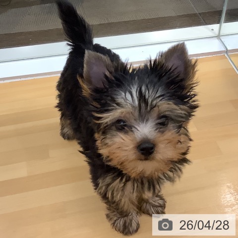 長野県のヨークシャーテリア (ペットプラス 松本店/2026年2月13日生まれ/男の子/スチールブルータン)の子犬の3枚目の画像