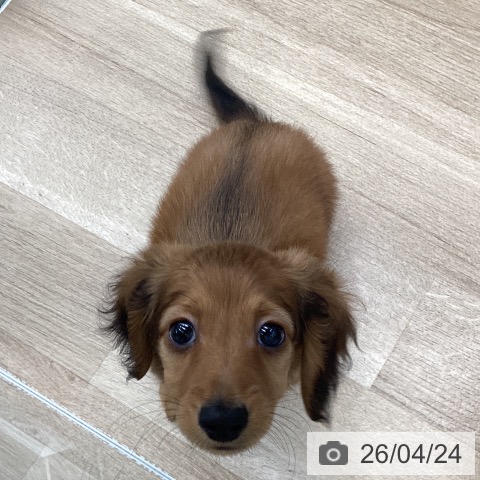 千葉県のカニンヘンダックスフンド(ロング) (ペットプラス 船橋店/2026年2月12日生まれ/男の子/シェーデットレッド)の子犬の3枚目の画像