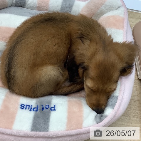 千葉県のカニンヘンダックスフンド(ロング) (ペットプラス 木更津店/2026年2月12日生まれ/男の子/シェーデットレッド)の子犬の3枚目の画像