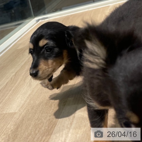 東京都のカニンヘンダックスフンド(ロング) (ペットプラス 東久留米店/2026年2月12日生まれ/女の子/ブラックタン)の子犬の4枚目の画像