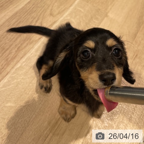 東京都のカニンヘンダックスフンド(ロング) (ペットプラス 東久留米店/2026年2月12日生まれ/女の子/ブラックタン)の子犬の3枚目の画像