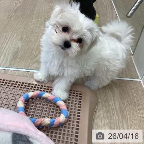 マルチーズの写真