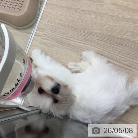 マルチーズの写真