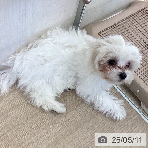 マルチーズの写真