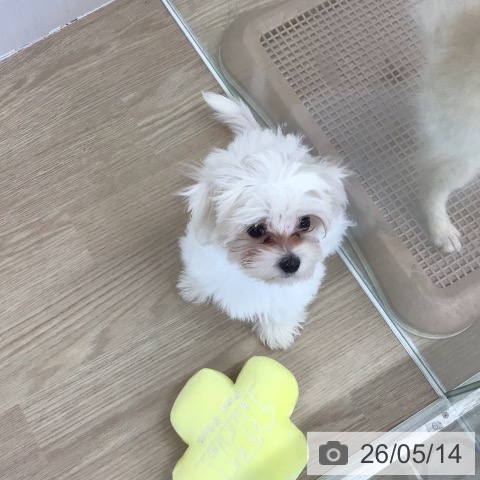 マルチーズの写真