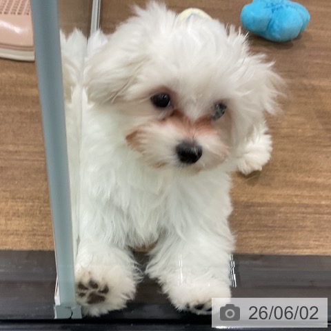 マルチーズの写真