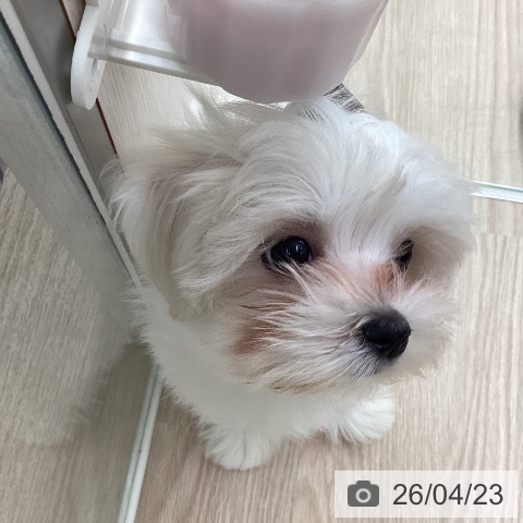 埼玉県のマルチーズ (ペットプラス 八潮店/2026年2月12日生まれ/女の子/ホワイト)の子犬の4枚目の画像