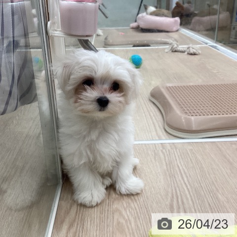 埼玉県のマルチーズ (ペットプラス 八潮店/2026年2月12日生まれ/女の子/ホワイト)の子犬の3枚目の画像