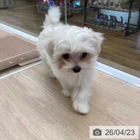 マルチーズの写真