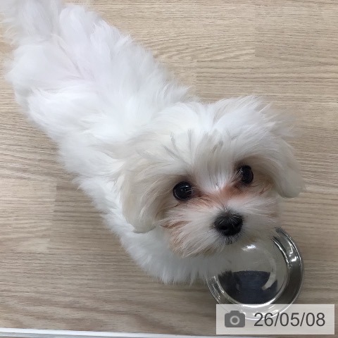 マルチーズの写真
