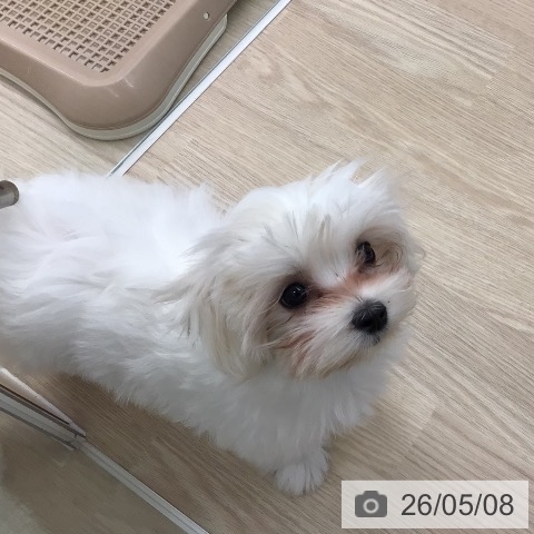 マルチーズの写真