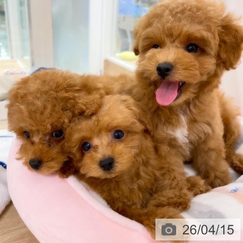 福岡県のトイプードル(トイ) (ペットプラス 八幡東店/2026年2月10日生まれ/男の子/オレンジフォーン)の子犬の4枚目の画像