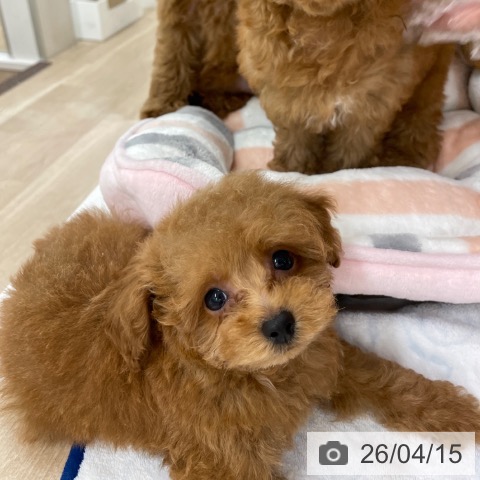 福岡県のトイプードル(トイ) (ペットプラス 八幡東店/2026年2月10日生まれ/男の子/オレンジフォーン)の子犬の3枚目の画像