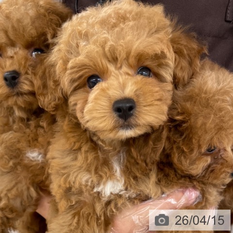 トイ・プードルの写真