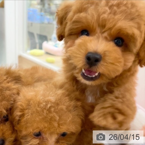 トイ・プードルの写真