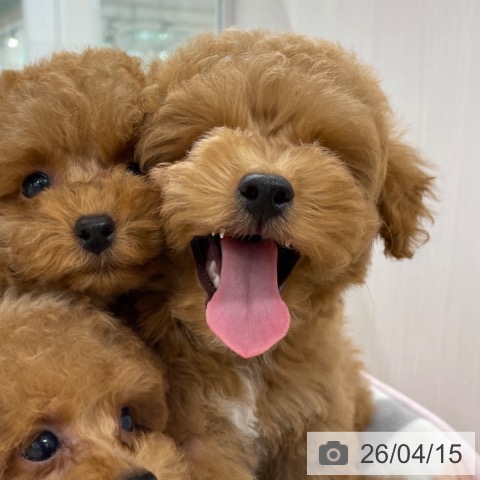 トイ・プードルの写真