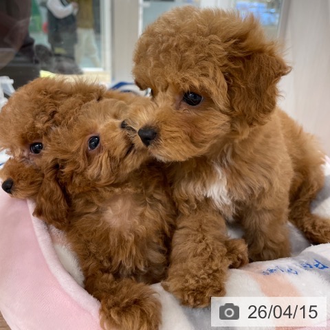 トイ・プードルの写真