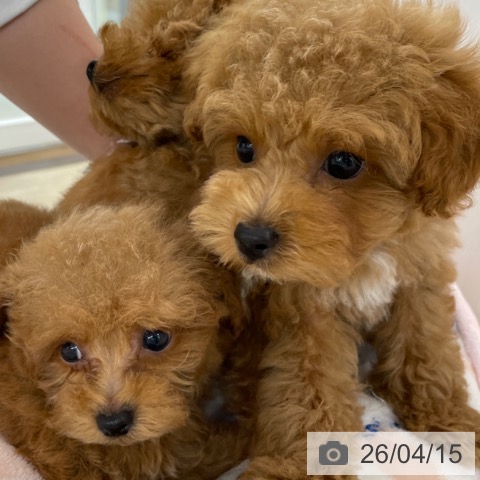 トイ・プードルの写真