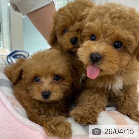 トイ・プードルの写真