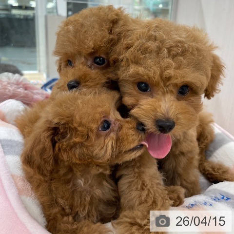 トイ・プードルの写真